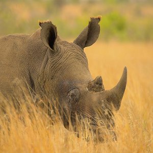 Nashorn Kruger National Park